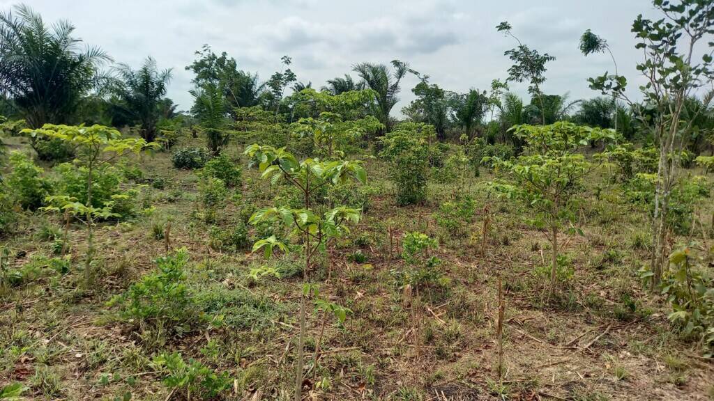 A tree for you - Fleuve Zio au Togo - RSE